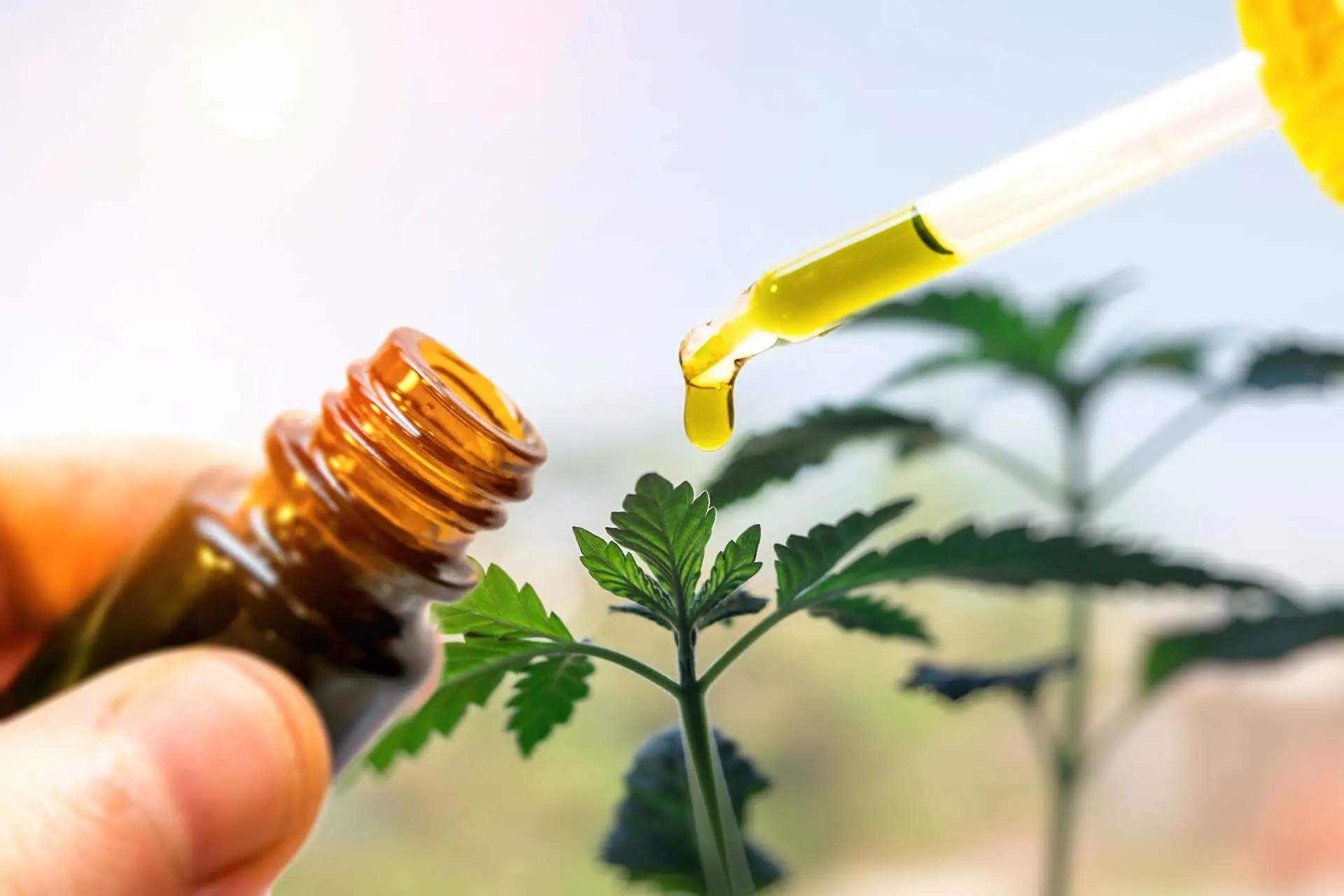 Unveiling the Wonders of CBD Isolate: A Comprehensive Guide